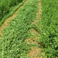 یونجه به شرط