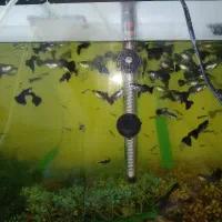 فروش ماهی فول بلک (fuol black) هلند بهترین نژاد