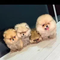 عکس متعلق به خودشه. سگ پامر نسکافه ای پرتغال