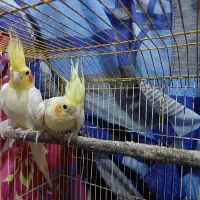 جفت عروس لوتینو دوکت|پرنده|رشت, منظریه|دیوار