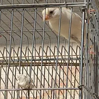 دو عدد قناری سفیدنر و یک عددسفید آهویی ماده|پرنده|کازرون, |دیوار