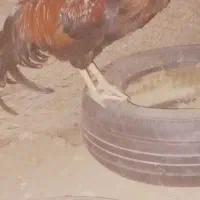 معاوضه با کبوتر خروس سالم سرحال