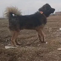 سگ سرابی|سگ|هریس, |دیوار