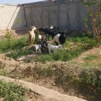 بز بزعاله دوقول جون شیرا