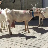 بزسانن شرکتی اصل