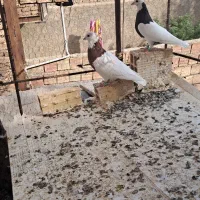 کفتر پرشی و جفتی|پرنده|بیرجند, |دیوار