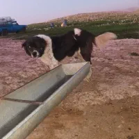 سگ گمشده