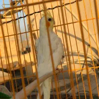 طوطی برزیلی،عروس هلندی مولد،جوان،سرلاکی|پرنده|گلستان (تهران), |دیوار