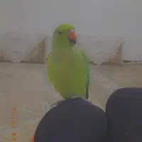 ملنگو ماده /ملنگو /طوطی /پرنده|پرنده|کوهبنان, |دیوار