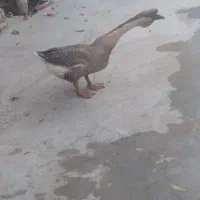 قوغاز ماده تخم گذاری از الان تخم میذاره معاوضه مرغ