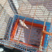 قناری ماده|پرنده|مریوان, |دیوار