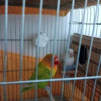 برزیلی جفت خورده تکی نر ماده