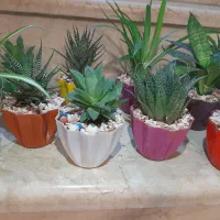 گل در گلدان های رنگی