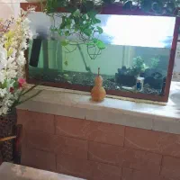 آکواریم  ماهی