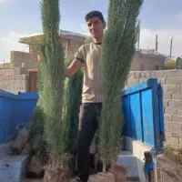 سرو شیراز اصیل ایرانی نژاد خاص نهال کمیاب