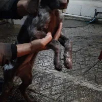 توله سگ پیونتر