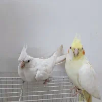 عروس هلندی زیبا و سر حال