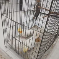 ۳ تا عروس با قفس ۱۹۰۰