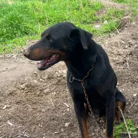 توله دوبرمن ۲ماهه اصیل|سگ|مشهد, جاهد شهر|دیوار