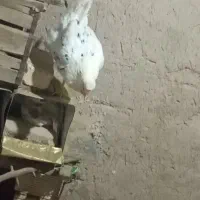 مرغ کرچ کپ گلین