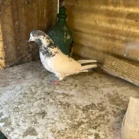 کبوتران همه یکجا دونه ای ۴۰۰ هزارتومان|پرنده|تهران, شهرک شریعتی|دیوار