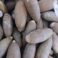 بلوط تازه شیرین مثل عسل