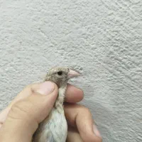 جوجه سهره معاوضه با کهنه یا دورگ دزدگیر ماشین|پرنده|نسیم‌شهر, |دیوار