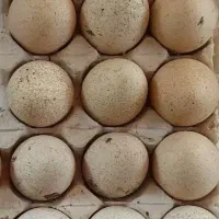 تخم بوقلمون نطفه دار