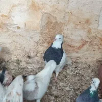 ماده طوقی بافق