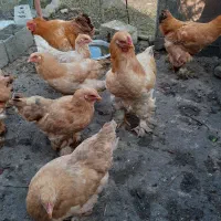 مرغ و خروس پاپری امپراطور قیمت مناسب