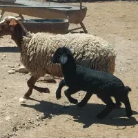 میش بره دار جوان