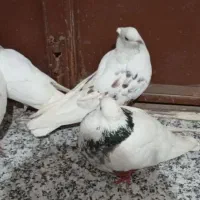 کبوتر