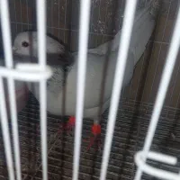 چپ بدرنگ ماده