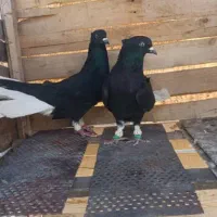 کبوتر زیل دم سفید