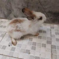 خرگوش لوپ