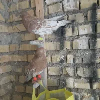 دوعددکله ای نر|پرنده|رامشیر, |دیوار