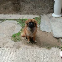 پاکوتاه نر یک ساله