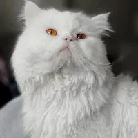 گربه پرشین سفید دال فیس دنبال جفت