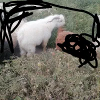 کره نر|حیوانات مزرعه|نگار, |دیوار