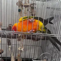 طوطی خورشیدی|پرنده|شهریار, شهرک وائین|دیوار