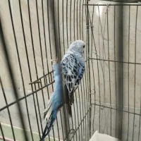 مرغ عشق ماده آماده