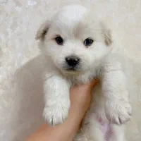 واگذاری سگ ماده پامر اشپیتز