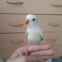 برزیلی نر و ماده شاه تخم