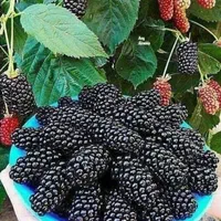 آواکادو سیب انبه کیوی گلابی هلو گیلاس قیسی|خدمات باغبانی و درختکاری|کرمانشاه, |دیوار