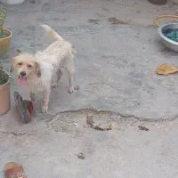 سگ با شناسنامه