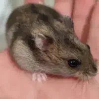 همستر مینیاتوری نر