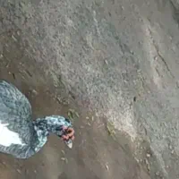 اردک روسی رنک خاص