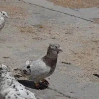 نر کوهی عتیقه در رامشیر