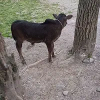 گاو با گوساله نر بفروش می‌رسد