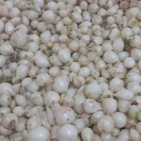 شش کیلوغده پیاز مینروا